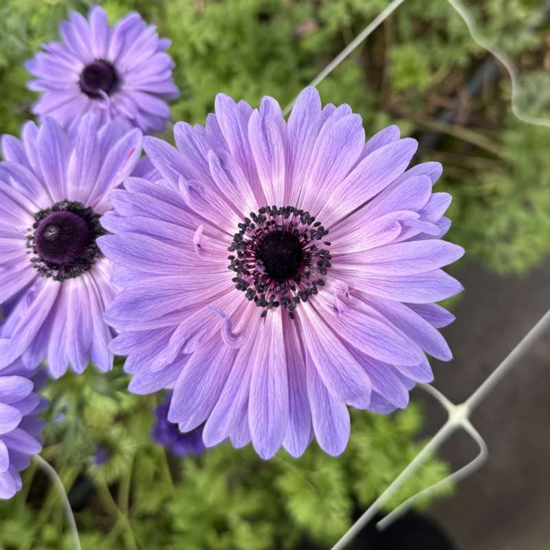 Anemone 'Levante Blu'